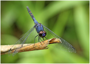 Trithemis festiva mâle